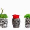 Three geometric skull planters lined up with preserved green moss and a red rose on a white background