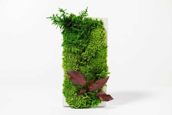 Concrete Vase with Ball Moss and Plants - Image 2