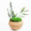 Natural coconut bowl centerpiece featuring vibrant green ball moss and preserved foliage on a white background.