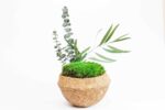 Coconut Deco with Preserved Plants and Bun Moss - Image 4