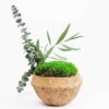 Coconut shell planter filled with green ball moss, preserved eucalyptus stem, and foliage on a white background.
