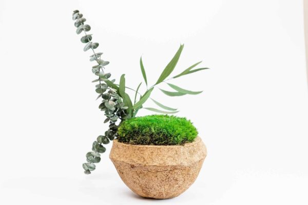Coconut Deco with Preserved Plants and Bun Moss - Image 2