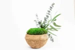 Coconut Deco with Preserved Plants and Bun Moss