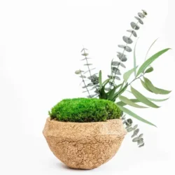 Coconut Deco with Preserved Plants and Bun Moss
