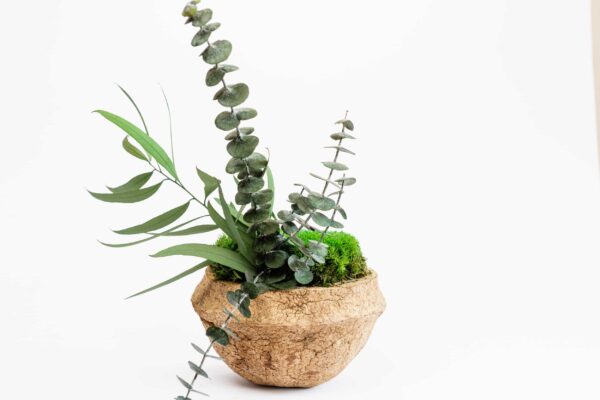 Coconut Deco with Preserved Plants and Bun Moss - Image 3