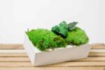 Concrete Vase with Ball Moss and Plants