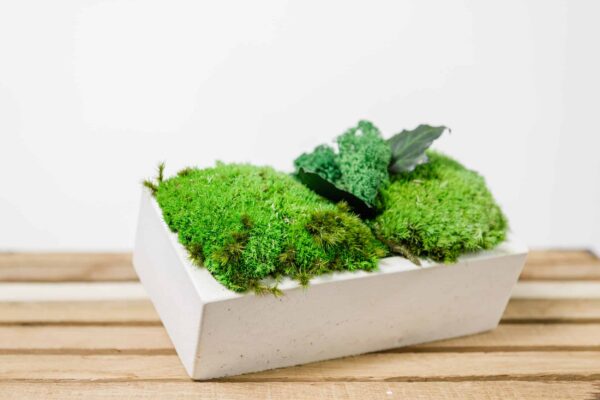 Rectangular concrete vase filled with preserved moss and plant accents.