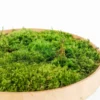 Close-up perspective of a round wooden frame filled with dense green moss on a white background.