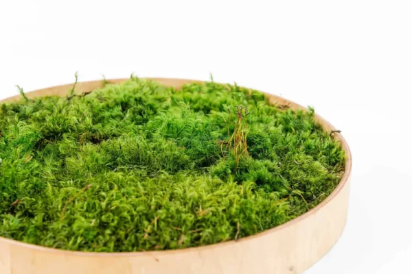 DIY Round Moss Picture Kit – Provence Moss - Image 8