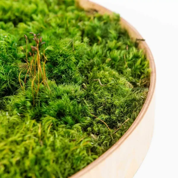 DIY Round Moss Picture Kit – Provence Moss - Image 2