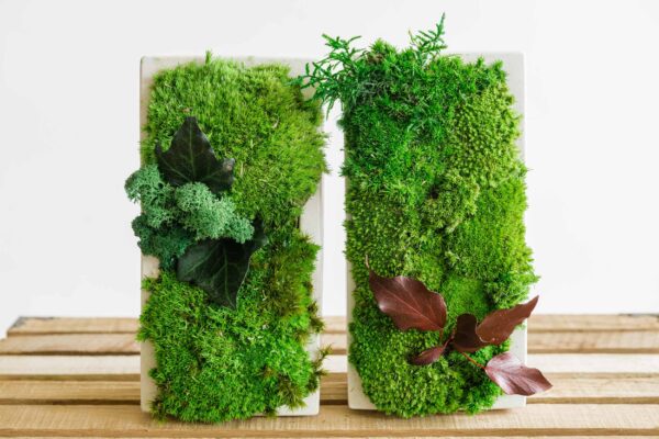 Concrete Vase with Ball Moss and Plants - Image 3