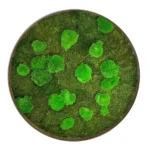Round DIY Moss Art Kit – Moss Duo - Image 2
