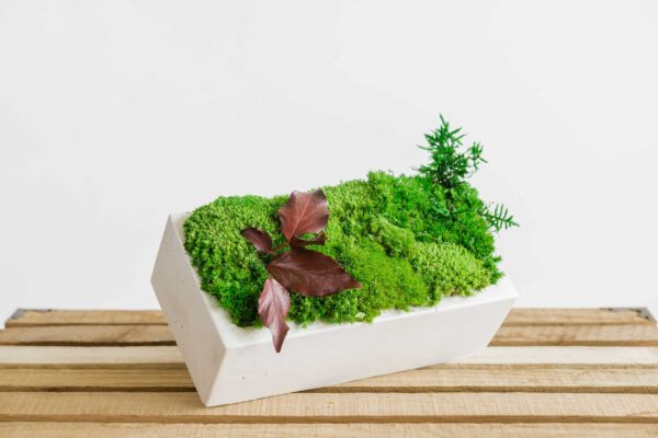 Concrete Vase with Ball Moss and Plants - Image 4