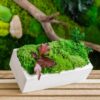 Preserved green moss and reddish leaves in a white concrete rectangular planter on wooden slats