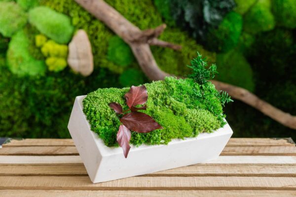 Concrete Vase with Preserved Reindeer Moss and Plants - Image 2