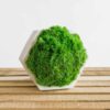 White concrete hexagon planter filled with vibrant green moss on a slatted wood surface