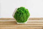 Concrete Hexagon Vase with Reindeer Moss - Image 2