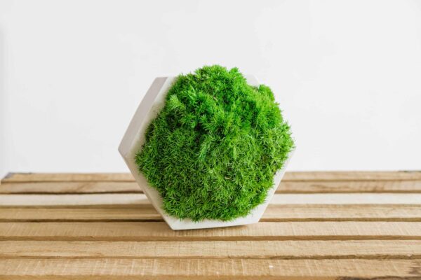 Concrete Hexagon Vase with Reindeer Moss - Image 2