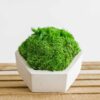 Concrete hexagon vase filled with stabilized moss on a slatted wood surface