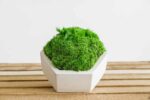 Concrete Hexagon Vase with Reindeer Moss