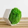 White concrete hexagon planter filled with bright green moss, displayed on a wooden slatted surface.