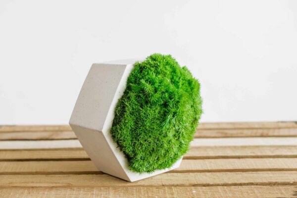 Concrete Hexagon Vase with Reindeer Moss - Image 3