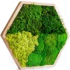 Hexagonal wall art with textured preserved moss in a wooden frame