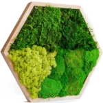 Hexagon Moss Picture with Mixed Moss