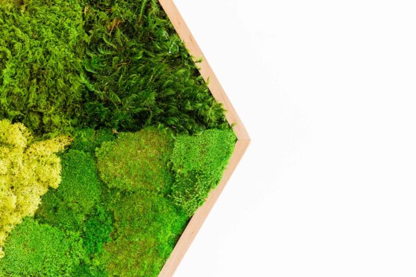 Hexagon Moss Picture with Mixed Moss - Image 3