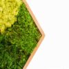 Close-up view of hexagonal wooden frame edge with textured light green and forest green moss