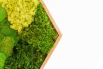 Hexagon Moss Picture with Mixed Moss - Image 2