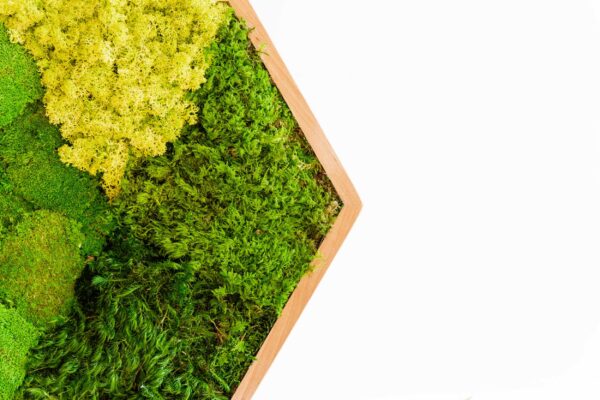 Hexagon Moss Picture with Mixed Moss - Image 2