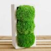 White concrete vase standing vertically with three clumps of bright green ball moss on a wooden surface.
