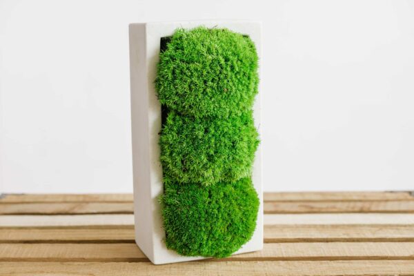 Concrete Vase with Ball Moss - Image 2