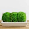 Rectangular concrete vase filled with green ball moss on a wooden slatted crate
