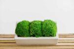 Concrete Vase with Ball Moss - Image 4