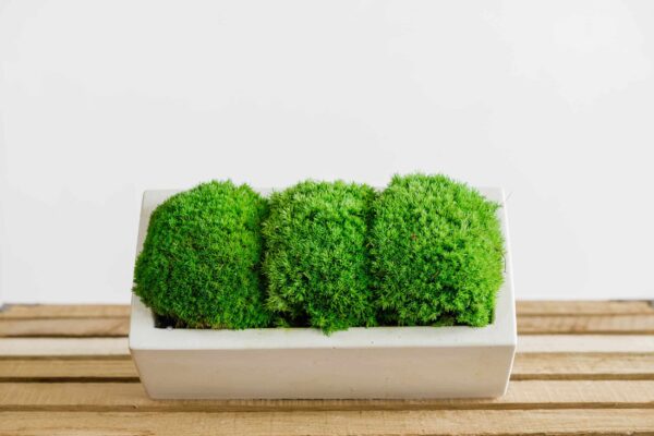 Concrete Vase with Ball Moss - Image 4
