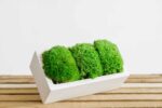 Concrete Vase with Ball Moss