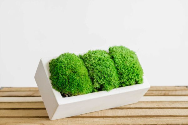Rectangular concrete planter with preserved ball moss on a wooden slat surface.