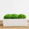 Front view of a rectangular white concrete planter filled with green ball moss on a wooden slat table.