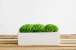 Concrete Vase with Ball Moss - Image 3