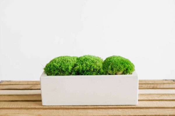 Concrete Vase with Ball Moss - Image 3
