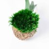 Textured coconut shell filled with vibrant green ball moss on a plain white background