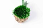 Coconut with Ball Moss and Provence Moss - Image 5