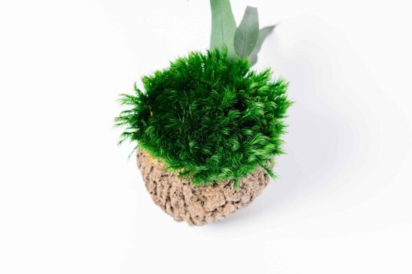 Coconut with Ball Moss and Provence Moss - Image 5