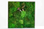 Moss Picture with Provence Moss, Cushion Moss and Leaves