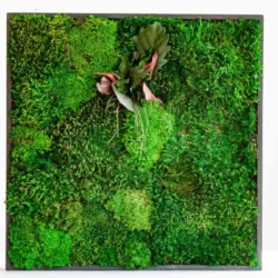 Moss Picture with Provence Moss, Cushion Moss and Leaves