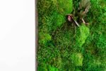 Moss Picture with Provence Moss, Cushion Moss and Leaves - Image 2