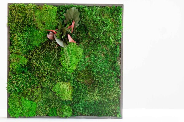 Moss Picture with Provence Moss, Cushion Moss and Leaves - Image 4