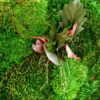 Close-up of preserved green moss wall art featuring textured ball moss and layered plant leaves with pink accents